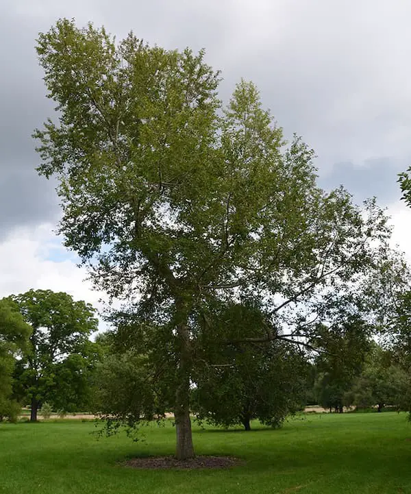 Japanese poplar (Populus maximowiczii)