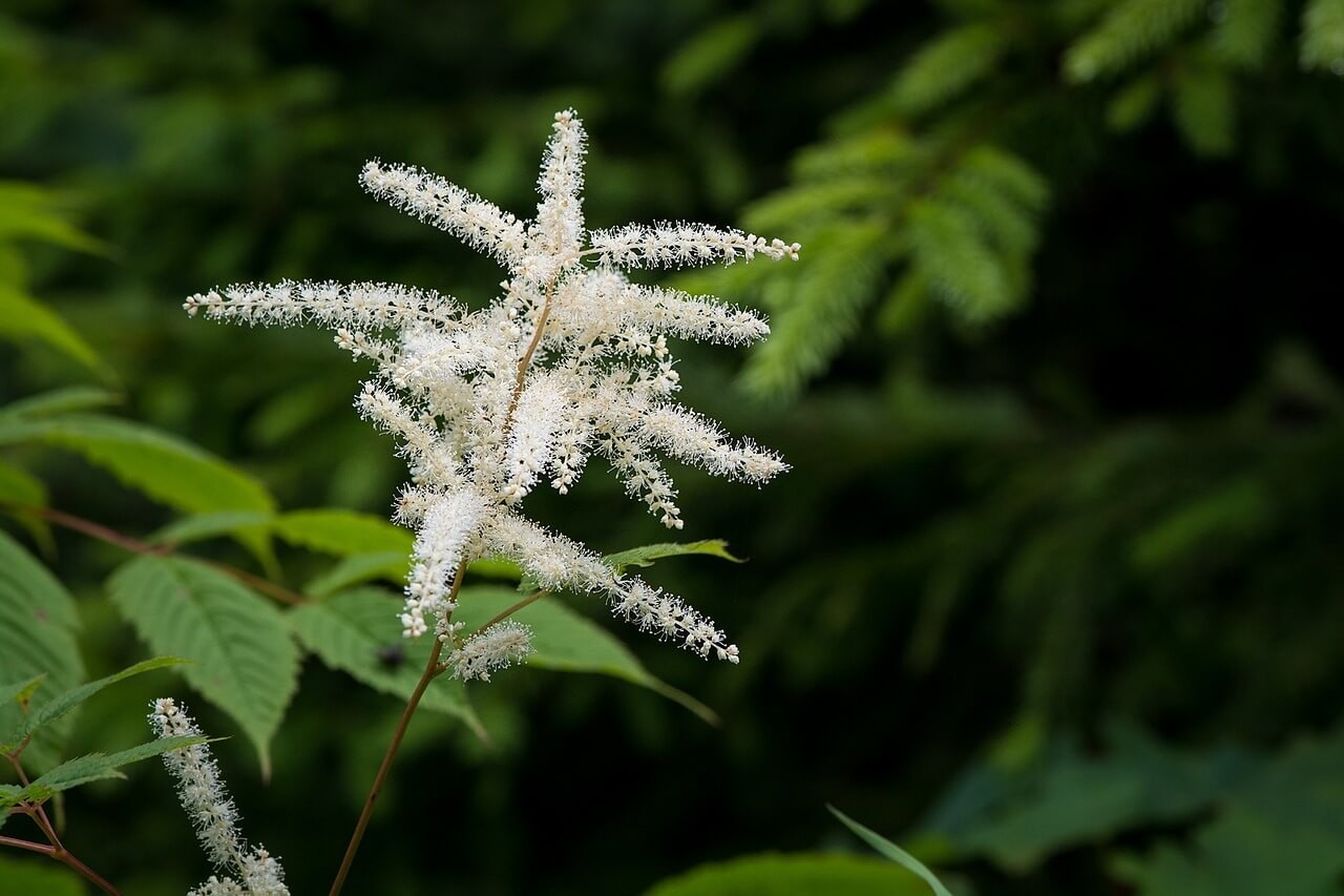 Pictures of Astilbe Plants