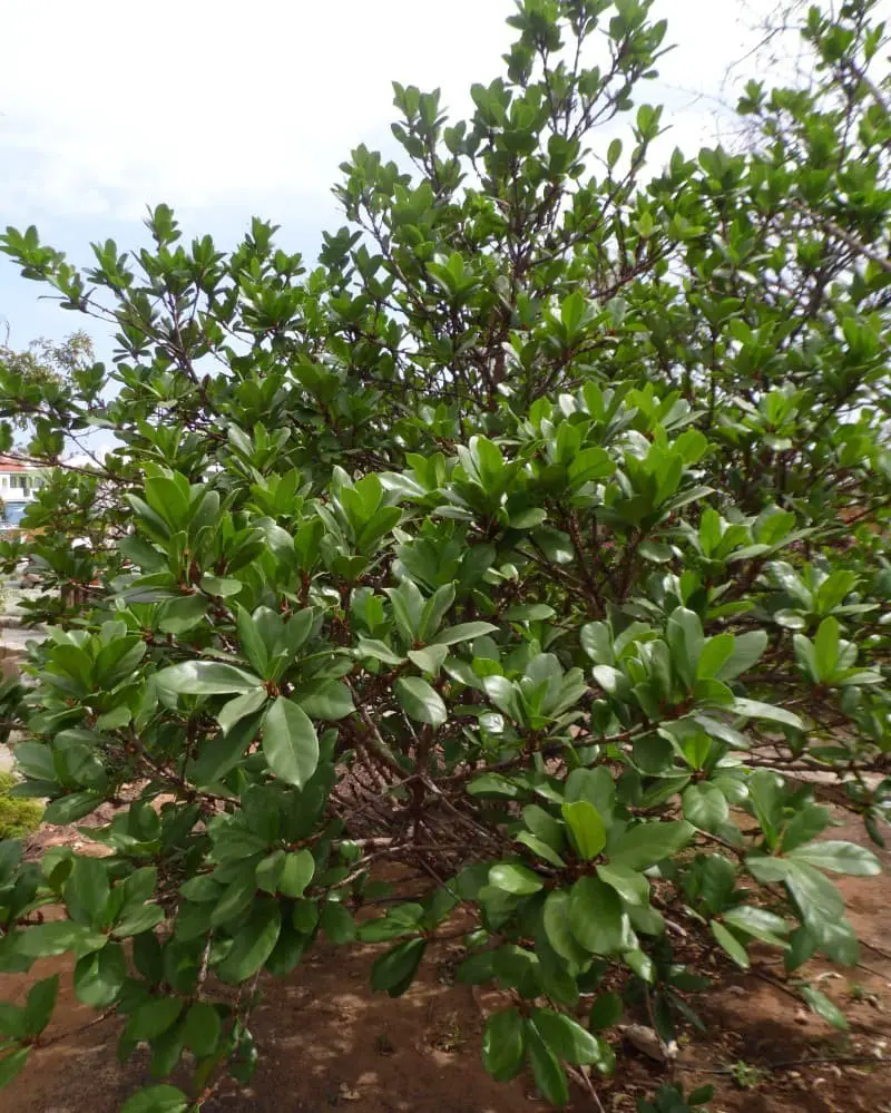 African Fig Tree (Ficus cyathistipula).