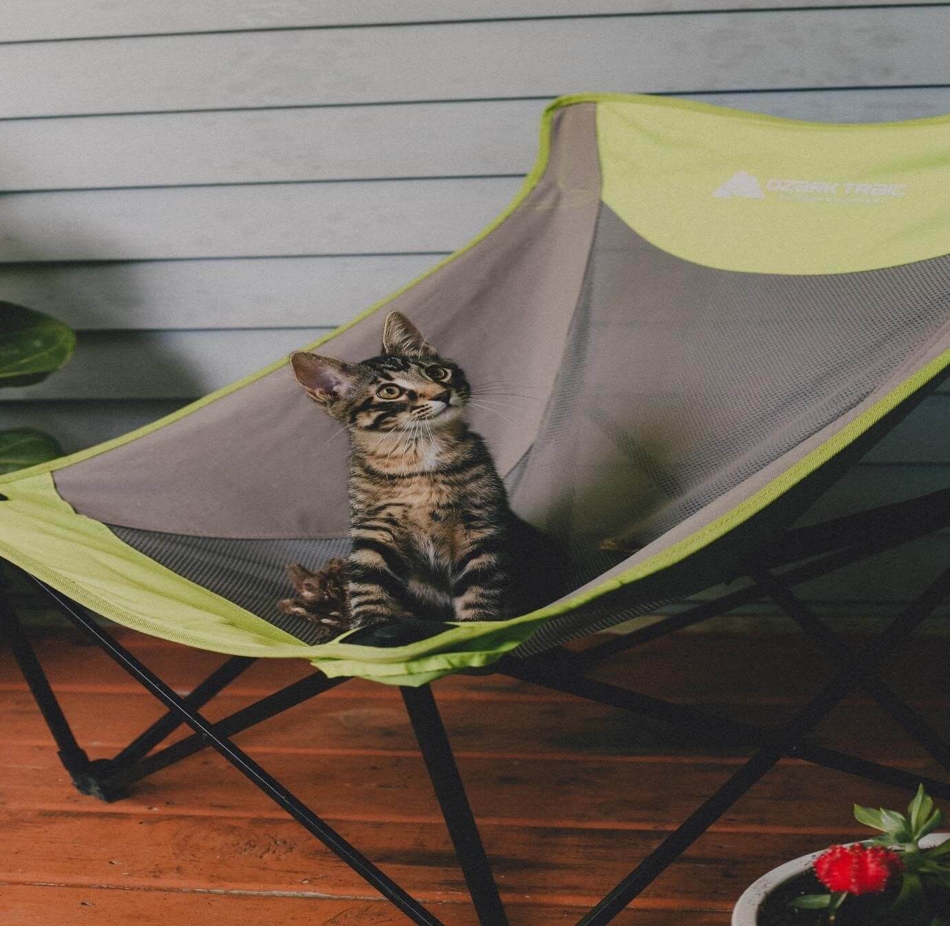 Cat Swing or Hammock