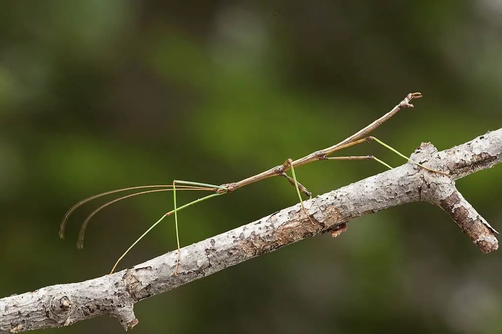 Stick Insects.