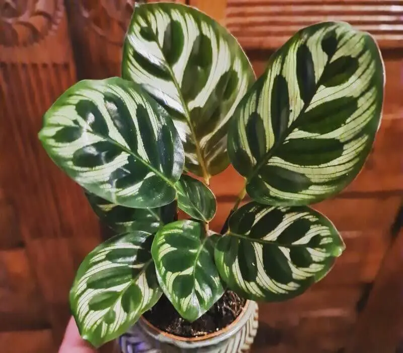 Calathea Makoyana (Peacock Plant)