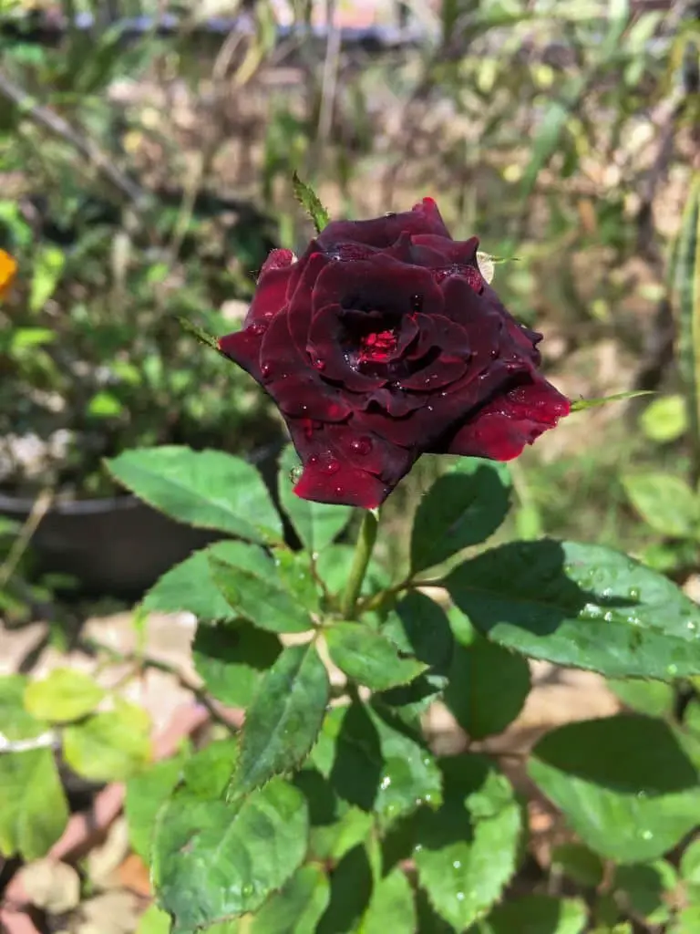 Rose ‘Black Baccara’.