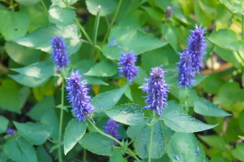 Licorice Mint (Agastache rupestris)