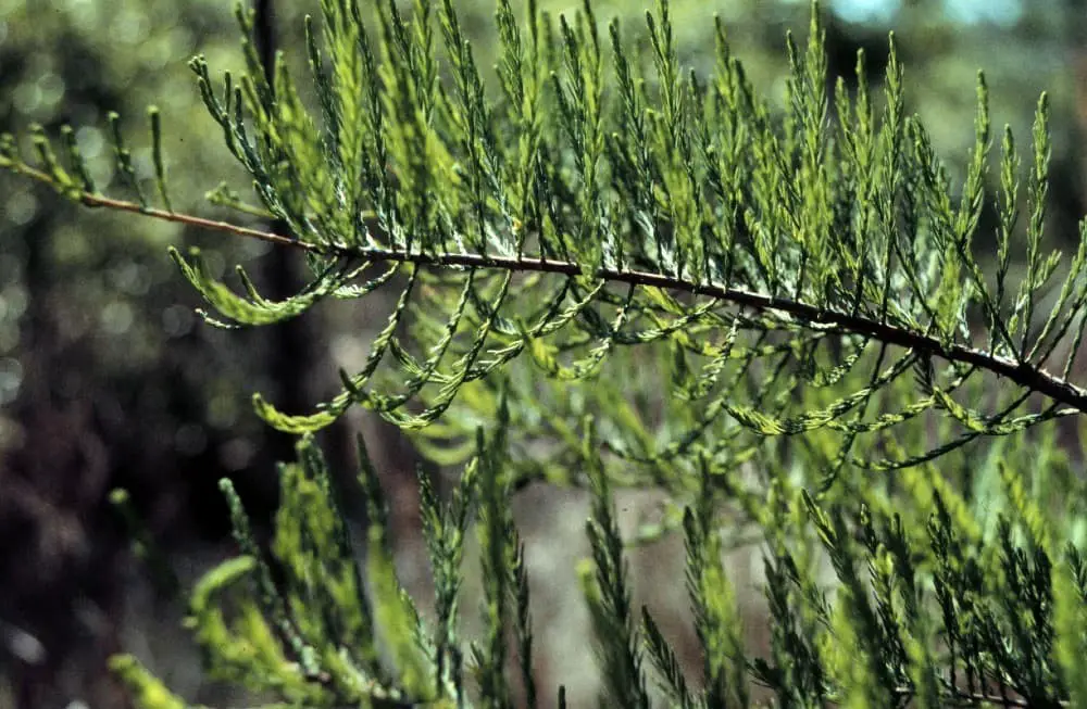 Pond Cypress (Taxodium ascendens).