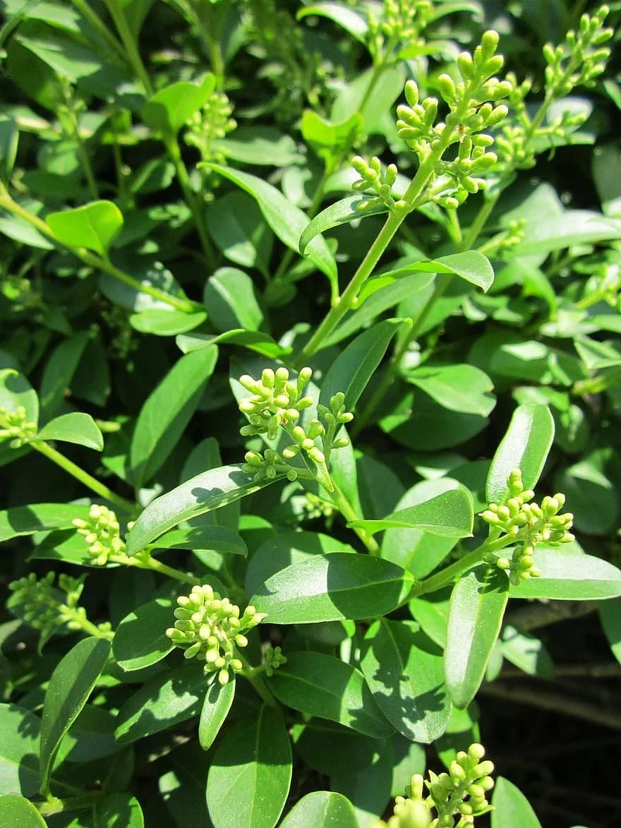 Privet Shrub (Ligustrum)