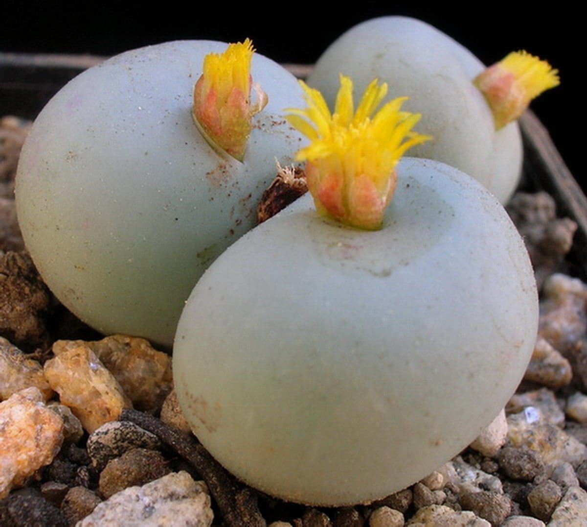 Florist Kalanchoe (Conophytum calculus)