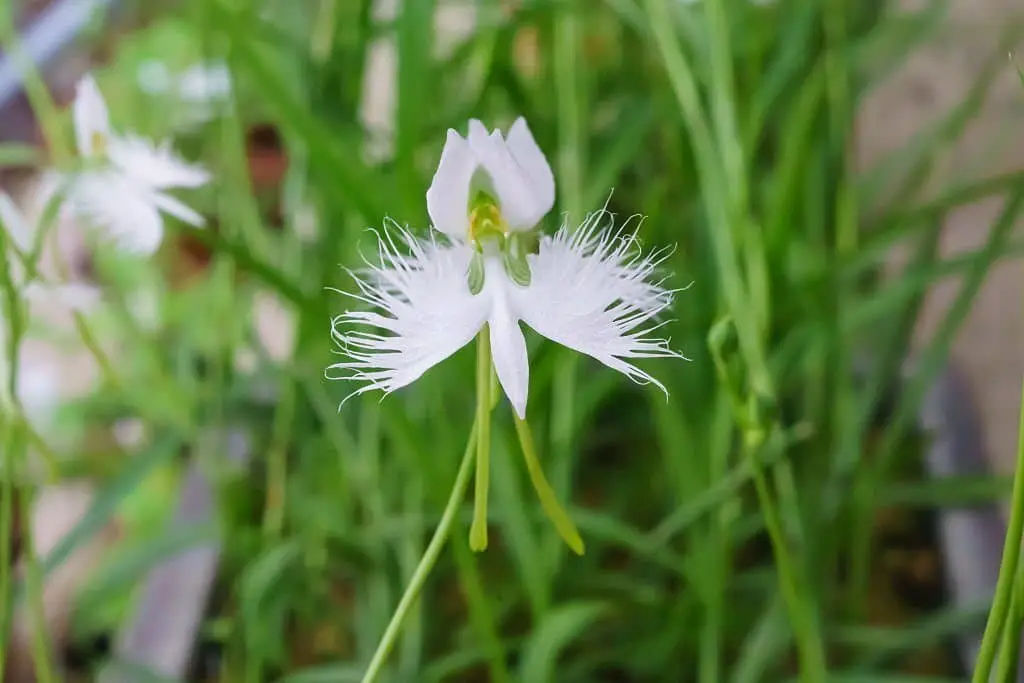 White Egret Flower (Habenaria radiate).