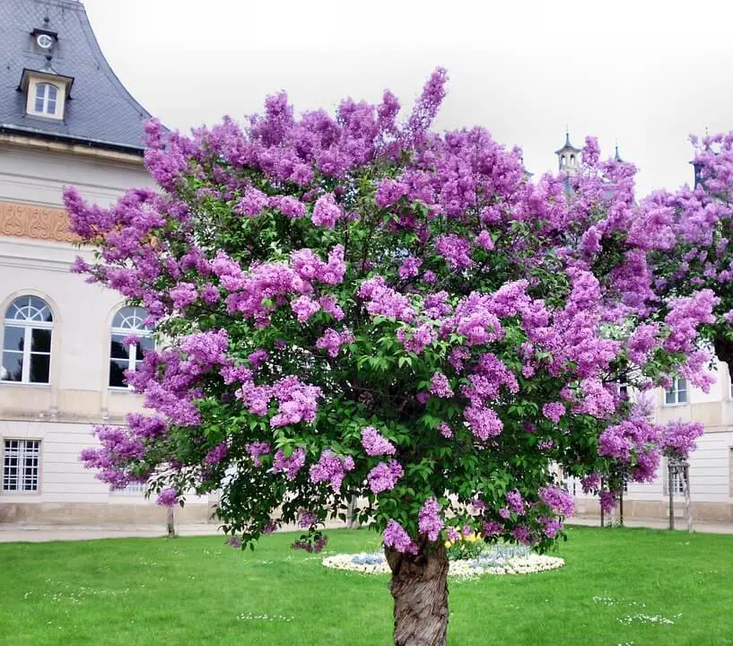 Lilac trees