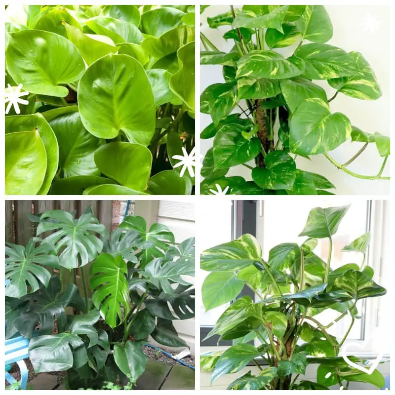 Guide to Philodendrons