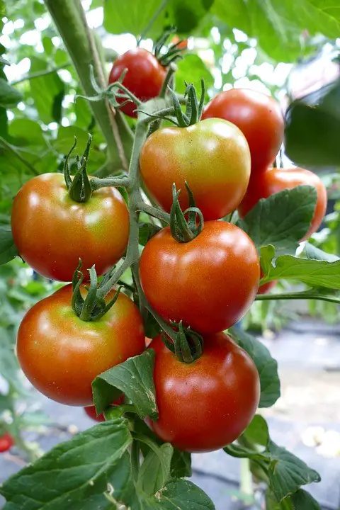 Tomatoes