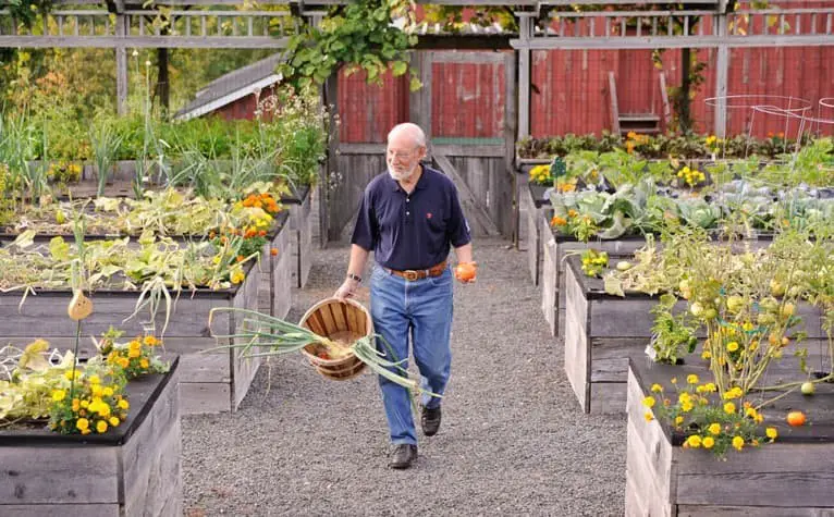 7-8. Counter height raised garden