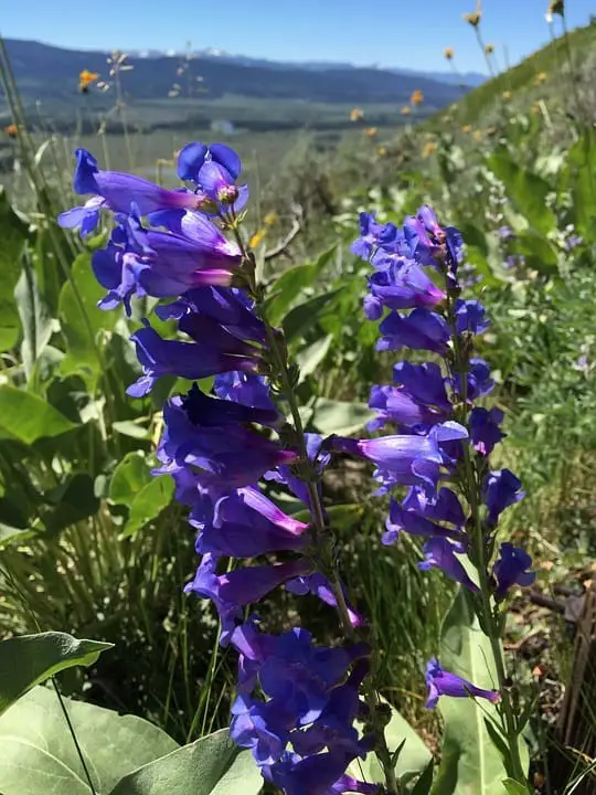 Penstemon (Beard Tongue)