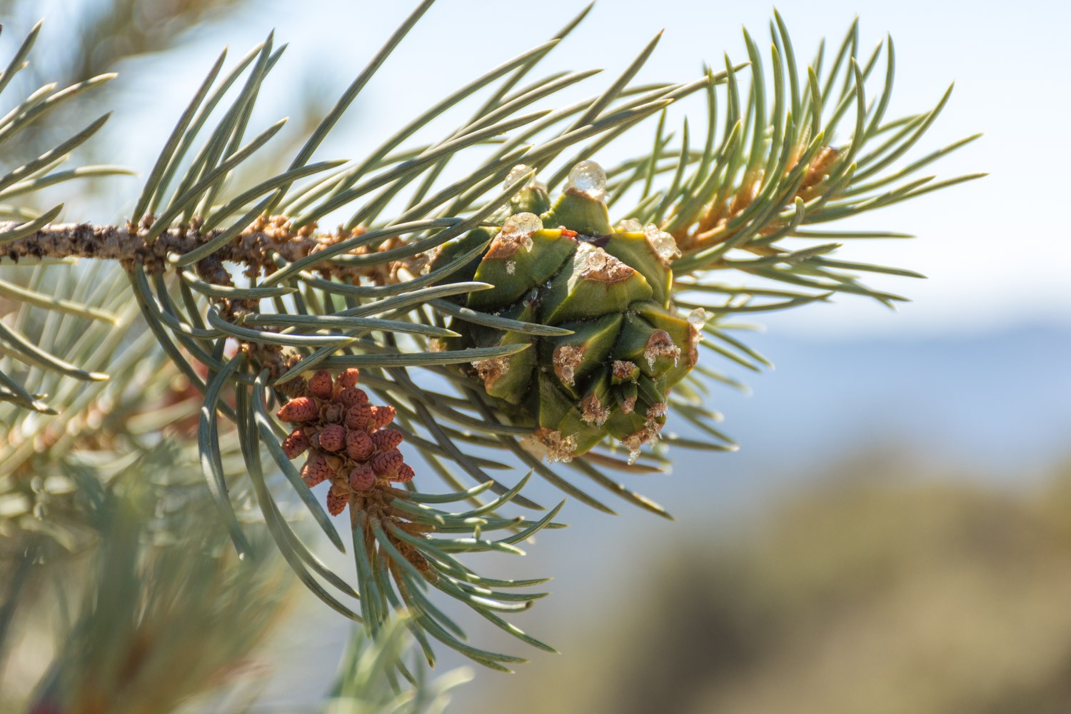 Single-Leaf Pinyon Pine (Pinus monophylla)