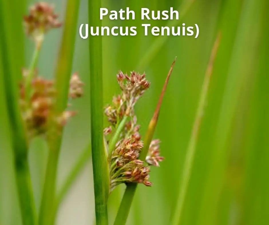 Path Rush/Slender rush (Juncus Tenuis)