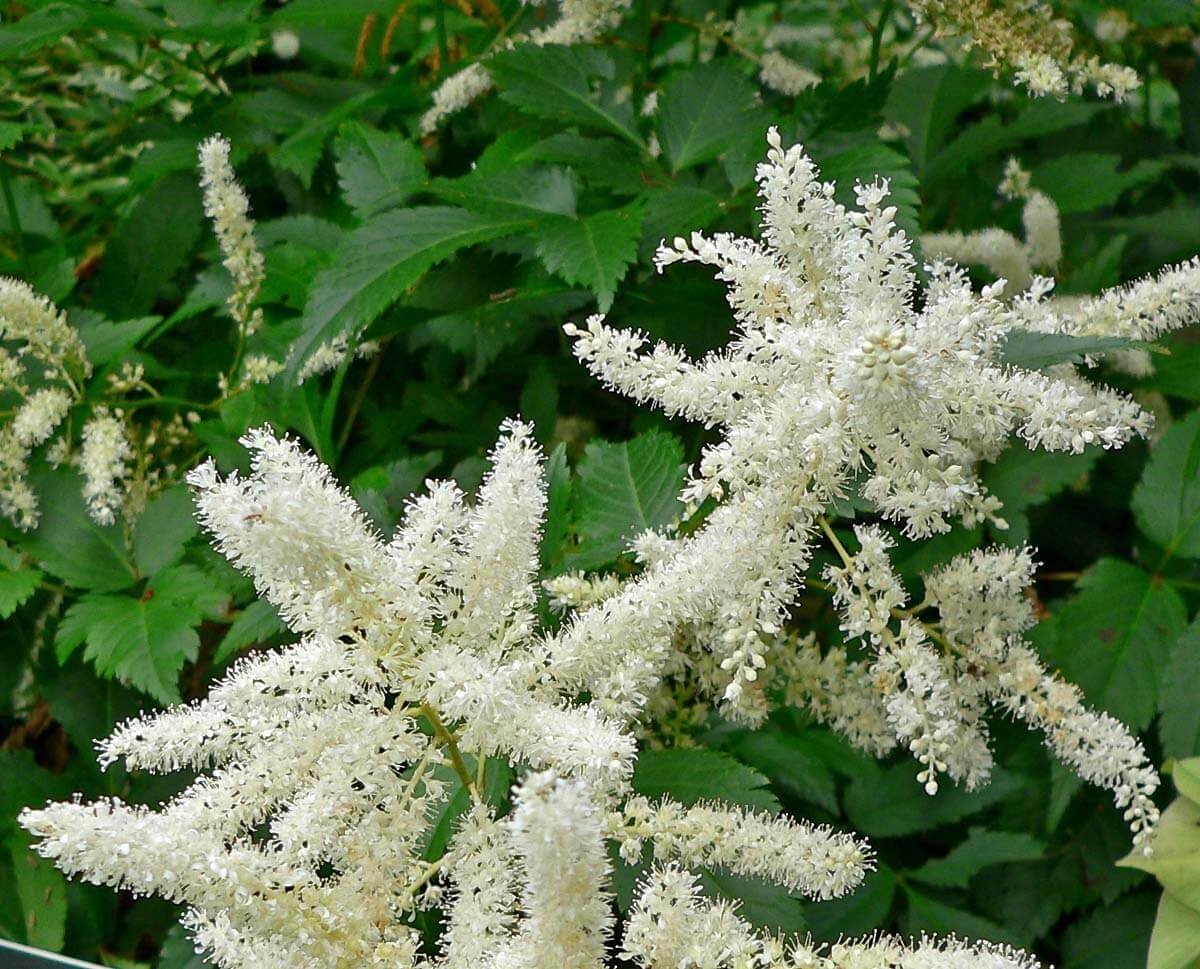 Pictures of Astilbe Plants