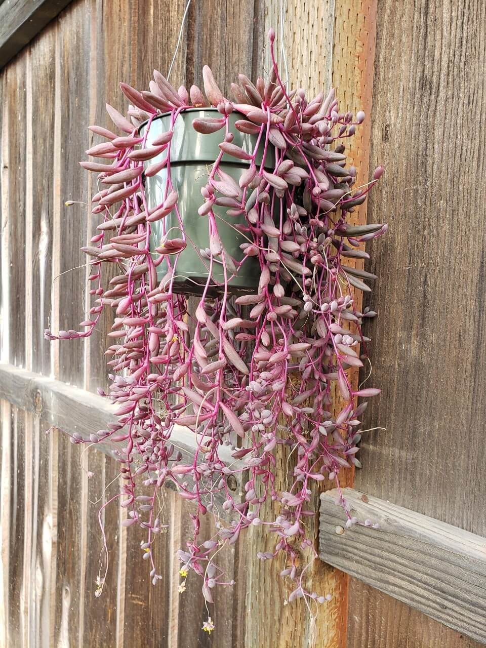 Othonna capensis ‘Ruby Necklace’