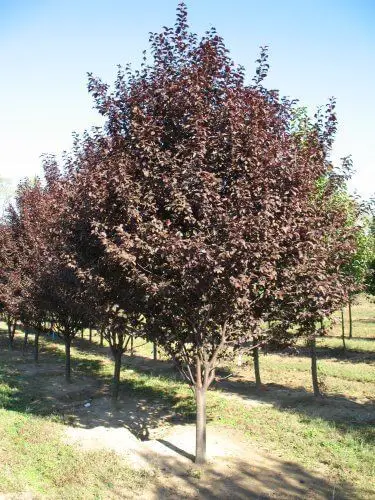 #7. Purple Leaf Plum (Prunus cerasifera ‘Krauter Vesuvius’)