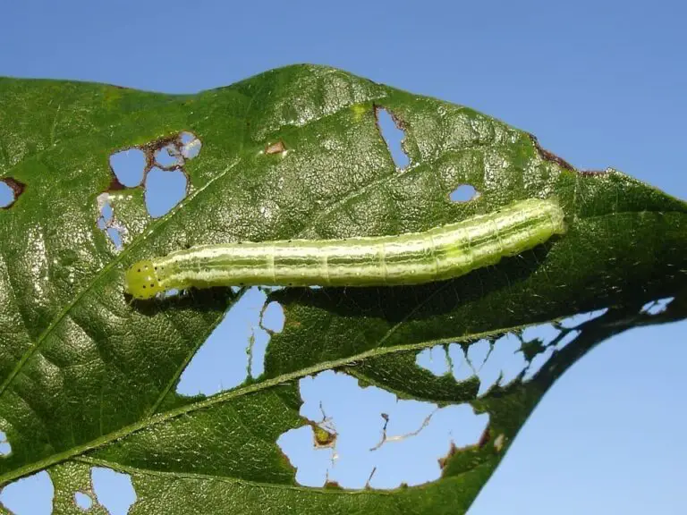 Why Do Your Plants Die And How To Avoid It?