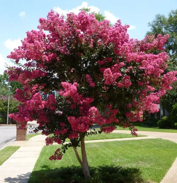 #8. Crepe Myrtles