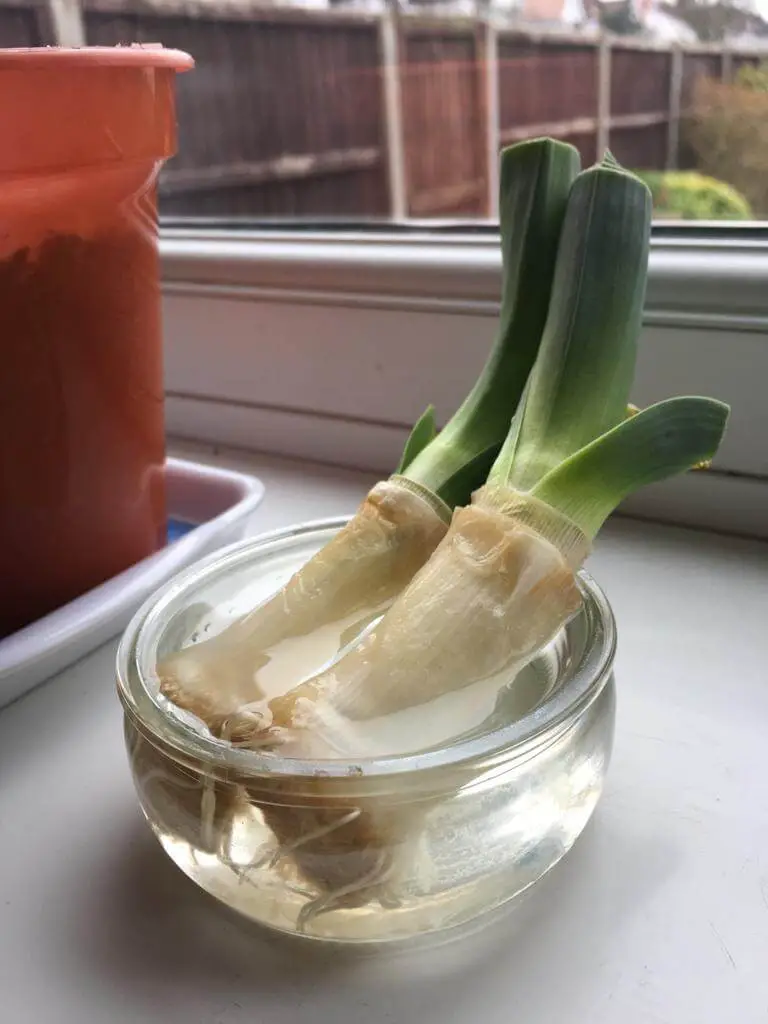 Leeks