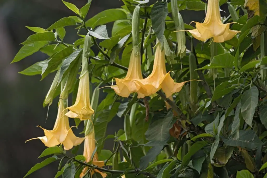 Angel Trumpet Tree (Tabebuia roseo-alba).