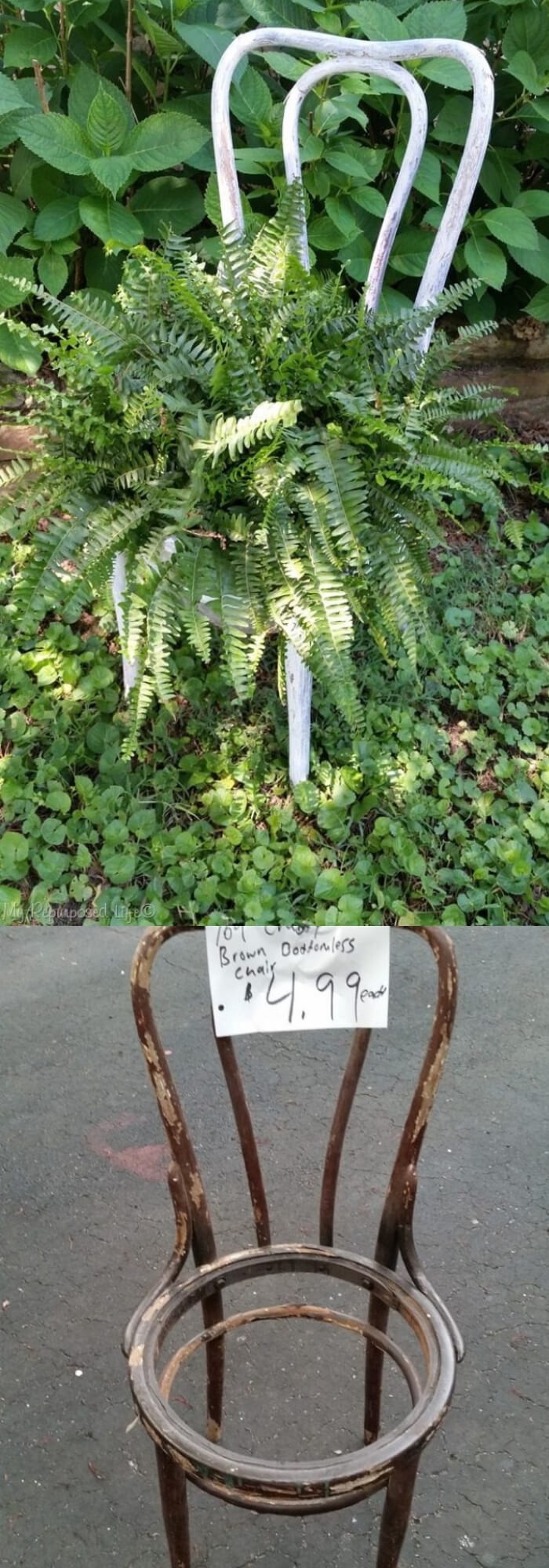 Chippy Chair with boston fern