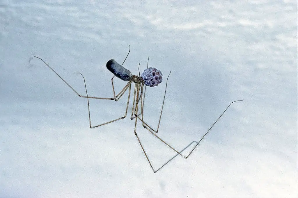 Long-Bodied Cellar Spiders (Pholcus phalangioides)