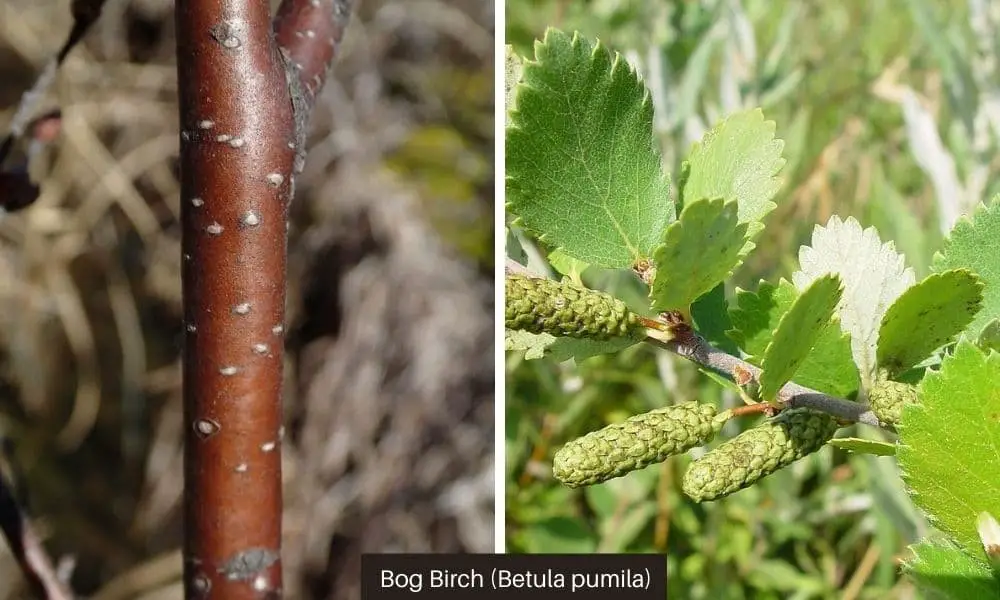 Bog Birch (Betula pumila)