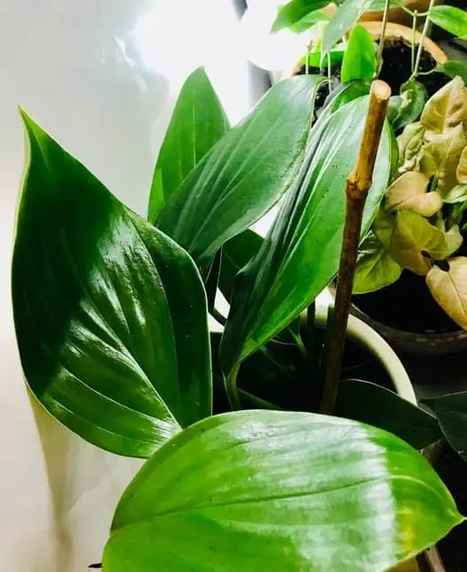 Dragon’s Tail Pothos (Epipremnum pinnatum)