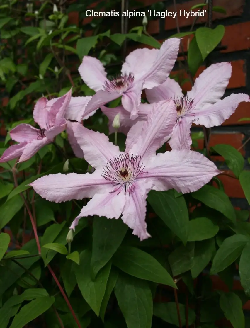 Late Summer Flowering Clematis