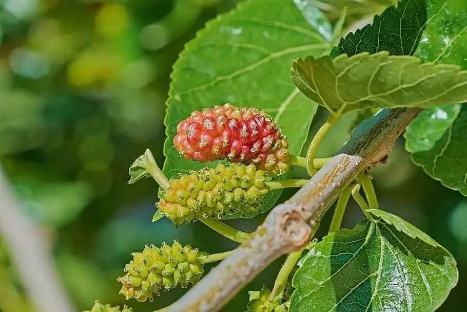 Mulberry trees