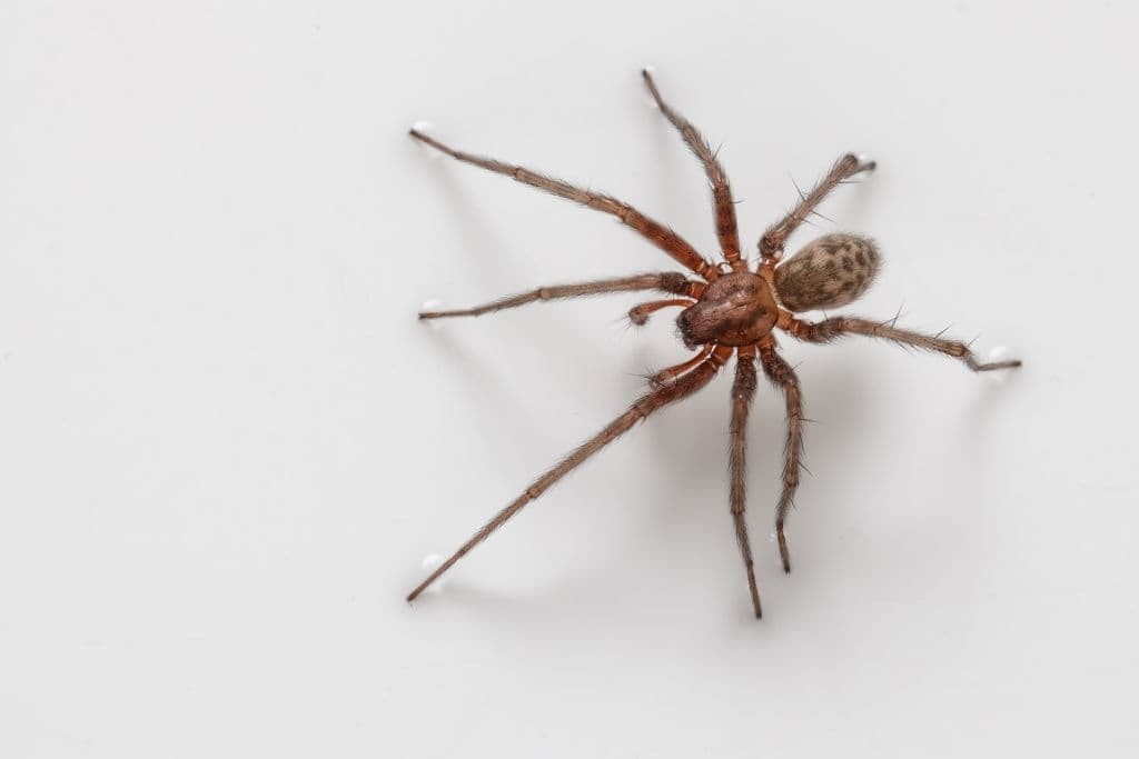 Hobo Spider/Funnelweaver Spiders (Tegenaria agrestis)