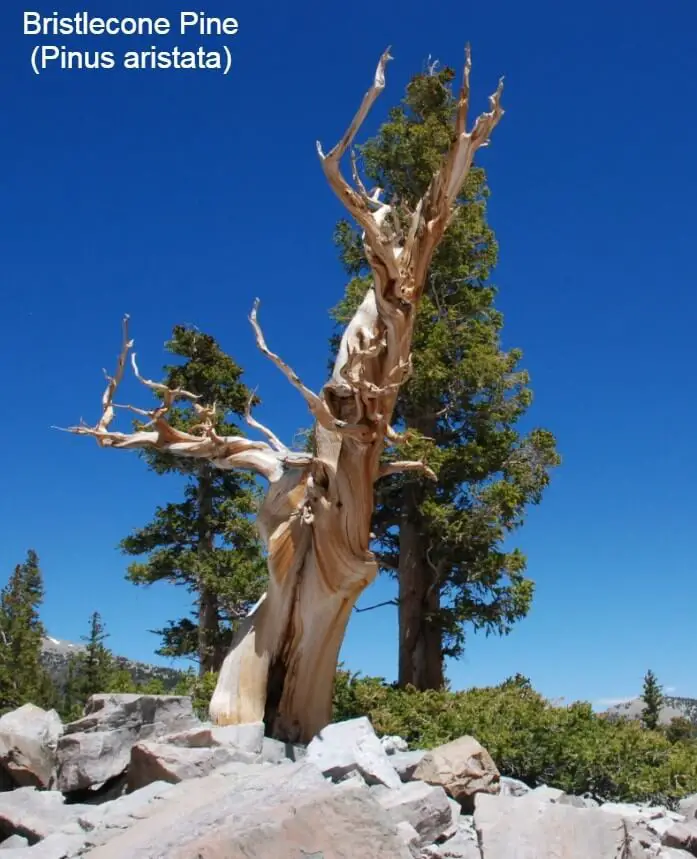 Bristlecone Pine (Pinus aristata)