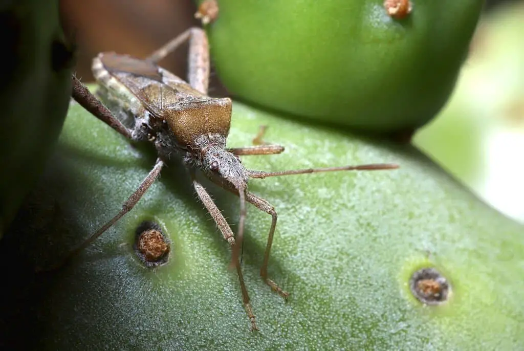 Leaf-footed Bug.