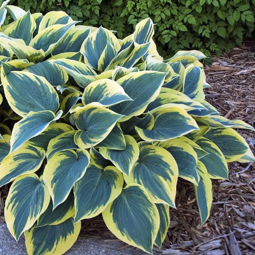 First frost Halcyon hosta