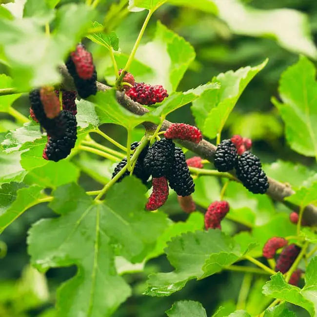 Mulberry trees.