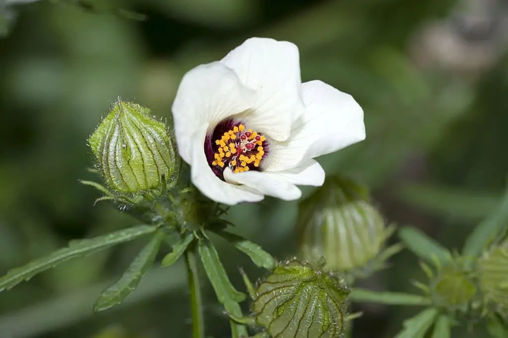 Hibiscus trionum (flower-of-an-hour)