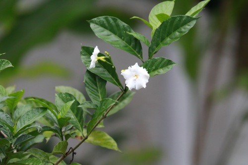 Gardenia hillii