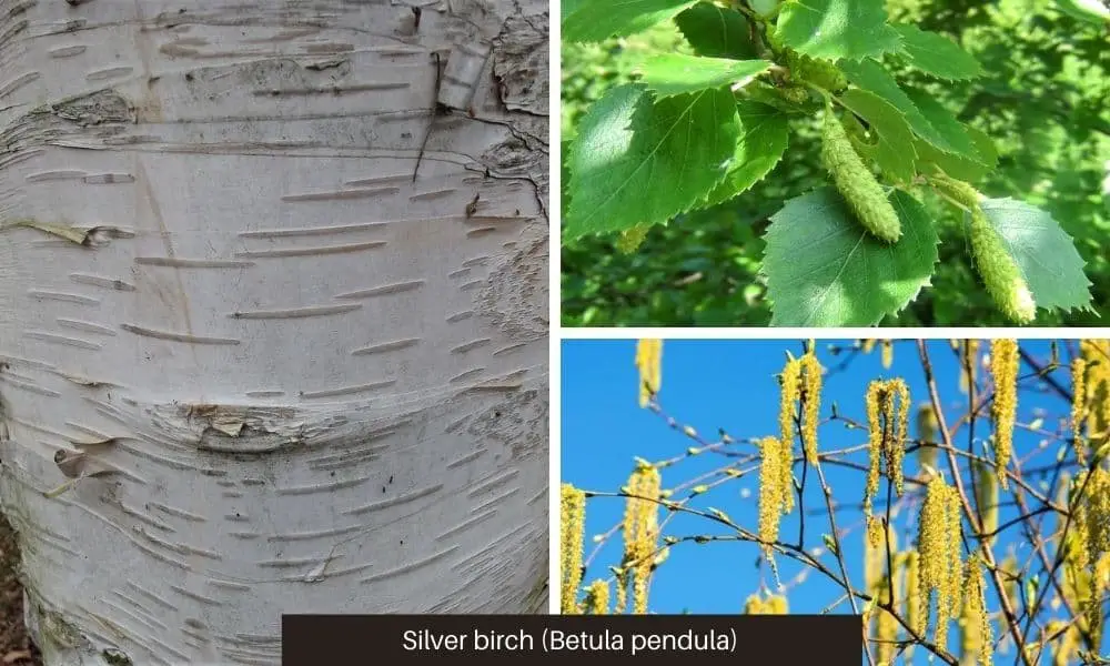 Silver Birch (Betula pendula or B. verrucosa)