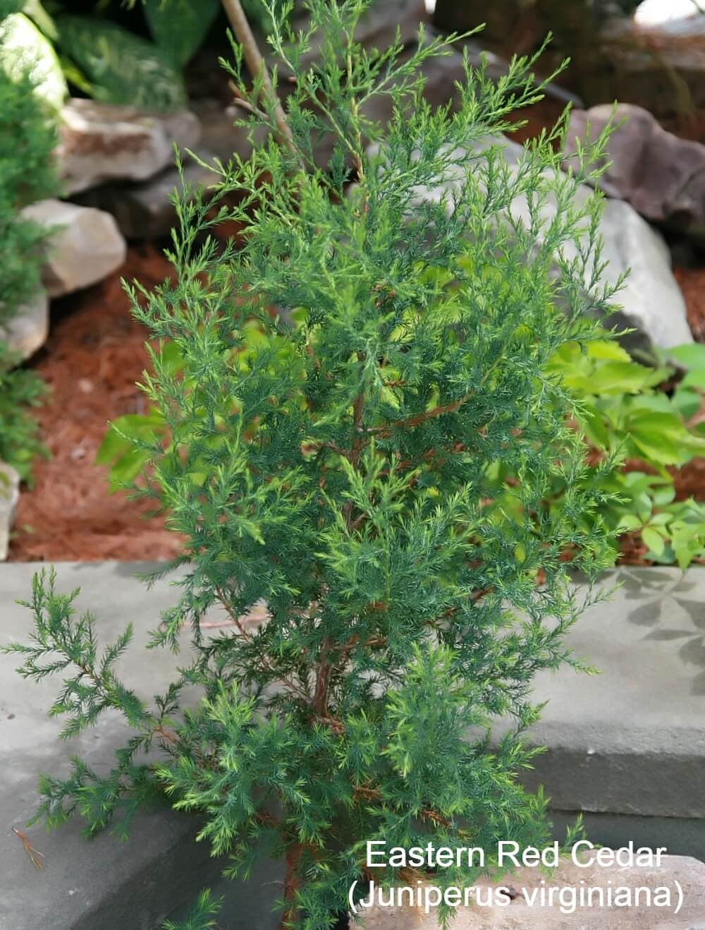 Eastern Red Cedar (Juniperus virginiana)