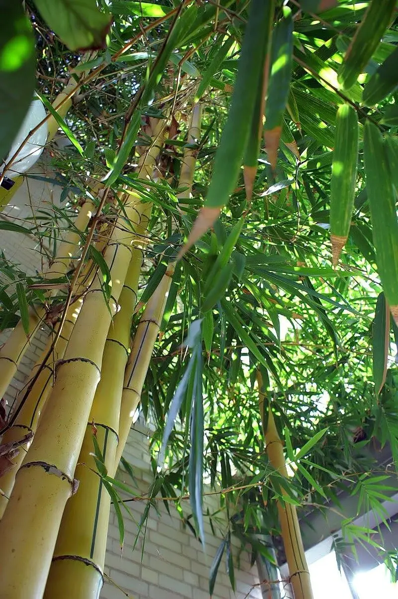 Painted Bamboo (Bambusa vulgaris ‘Vittata’)