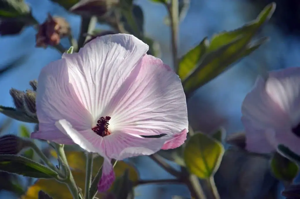 Hibiscus splendens (splendid hibiscus)