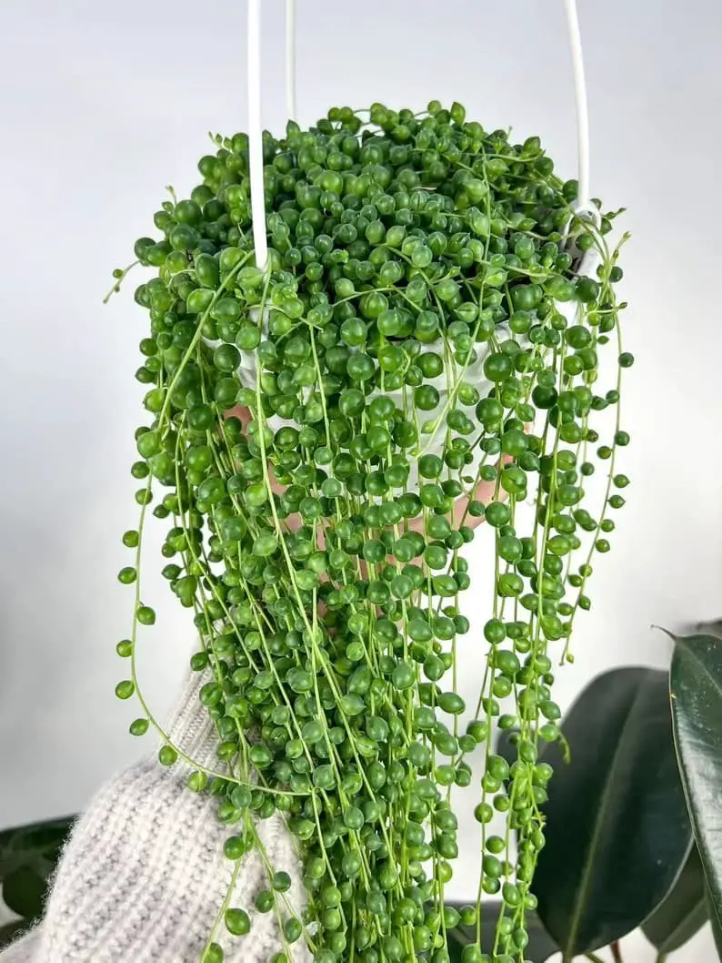 String of Pearls (Curio Herreanus).