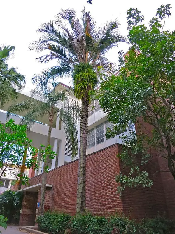 Hybrid King Piru Palms (Syagrus romanzoffiana ‘piru’ x Butia Capitata ‘King’).