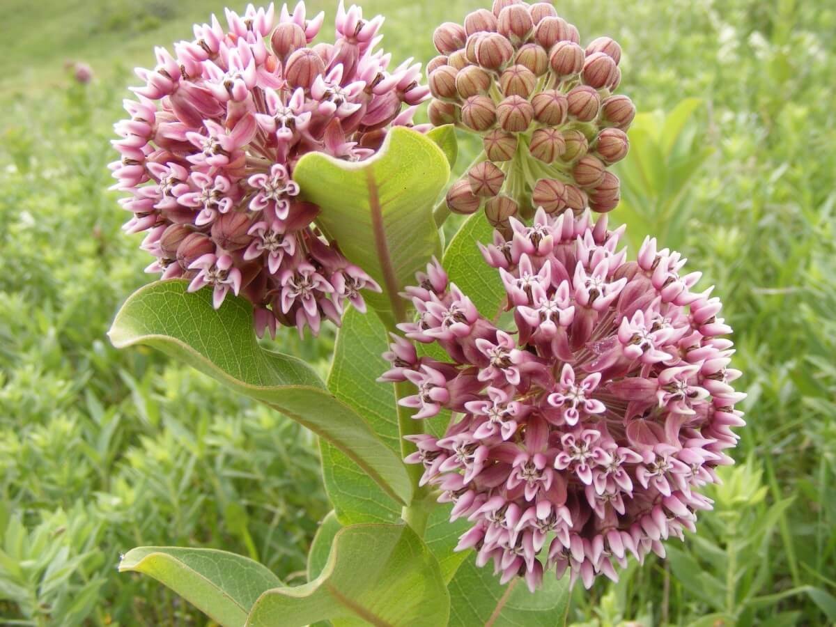 #10. Milkweed