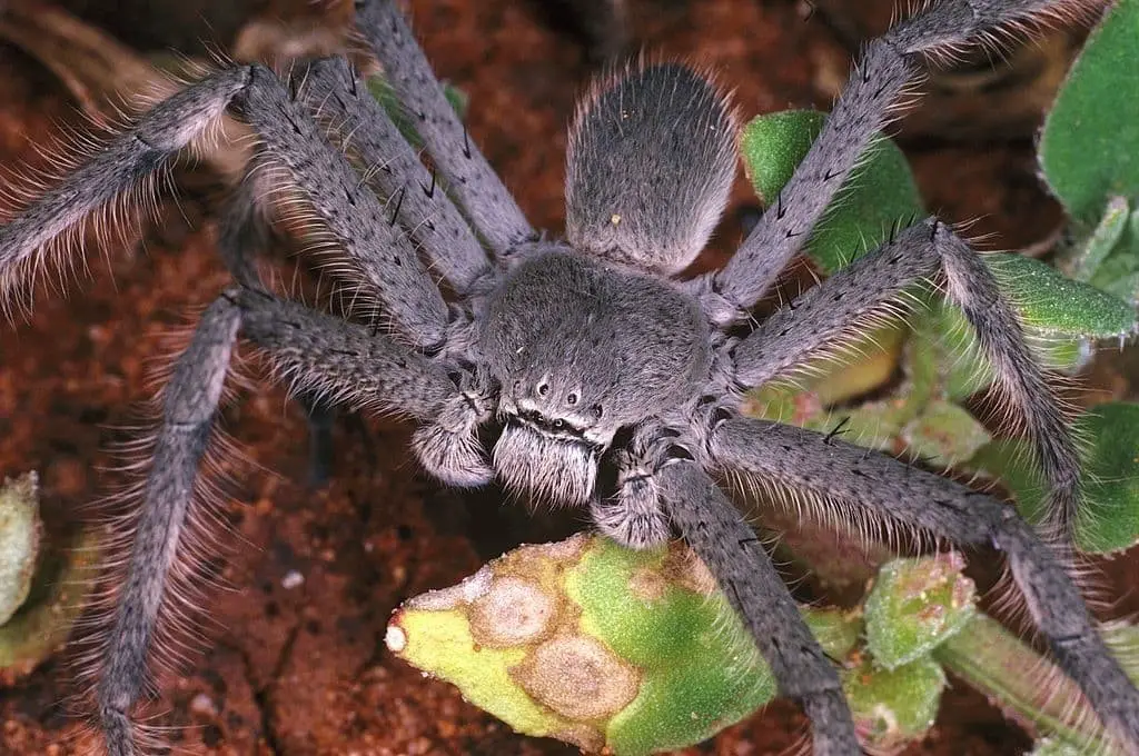 Huntsman Spiders (family: Sparassidae)