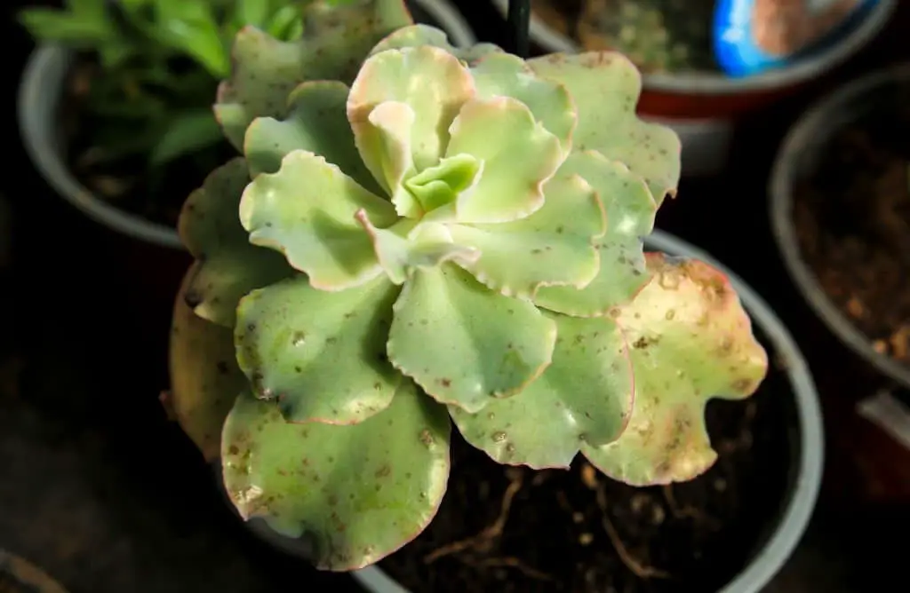 Echeveria shaviana (Mexican Hens).