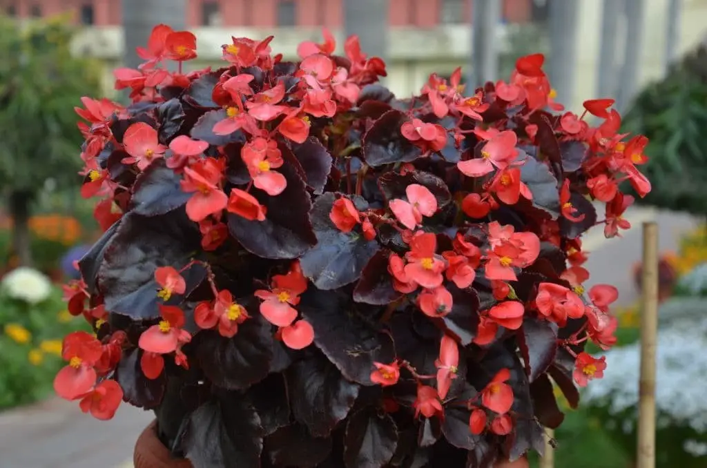 Wax begonias