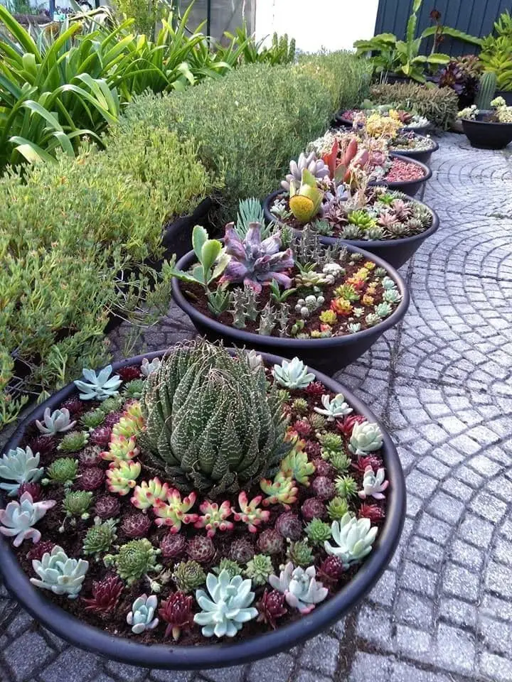 Gardens of Sweet Succulents